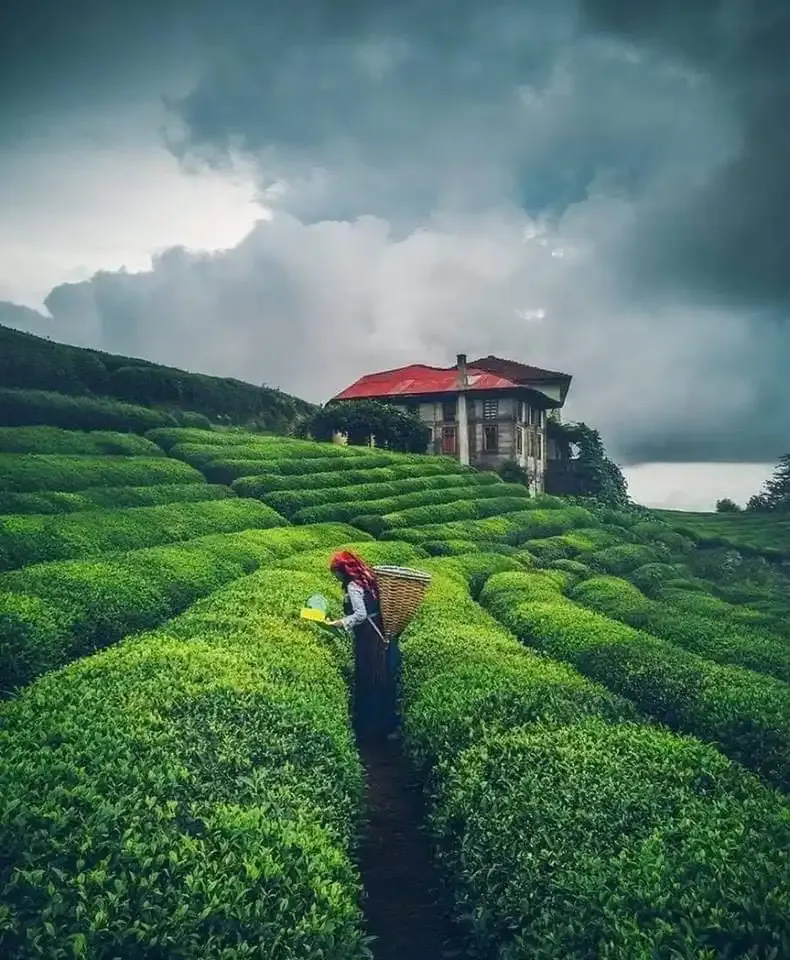 Tea trails in Sri Lanka